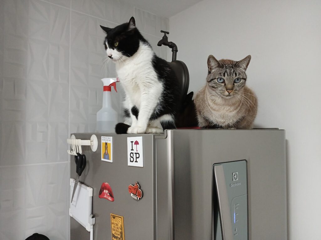 Foto de três gatos em cima de uma geladeira. Dois deles estão na frente da imagem e um está escondido atrás.