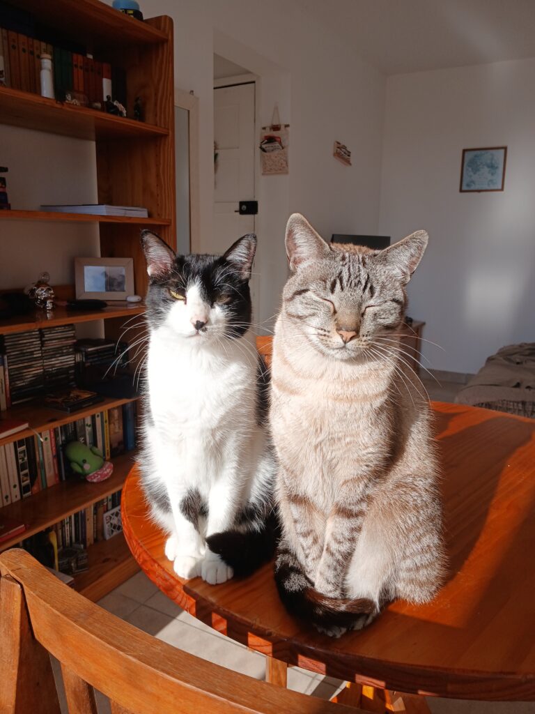 Foto de dois gatos sentados em cima de uma mesa de madeira. Ambos estão com os olhos semi-fechados e com a luz do sol batendo diretamente no rosto deles.
