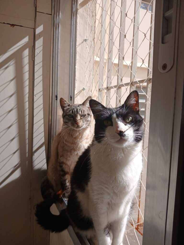 Foto de dois gatos tomando sol em uma janela