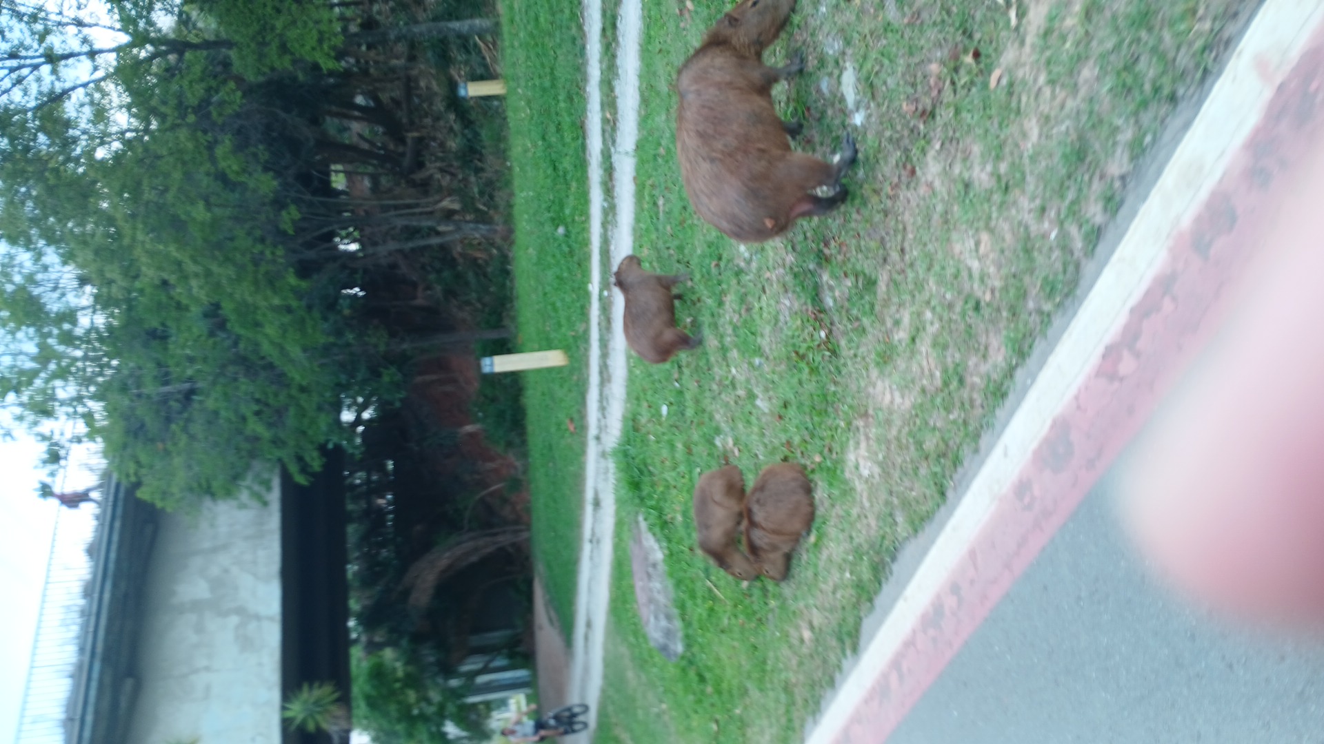 Foto mostrando quatro capivaras num gramado. Atrás delas tem uma pista de bicicleta. Parte da frente da foto está coberta pelo dedo do fotógrafo.