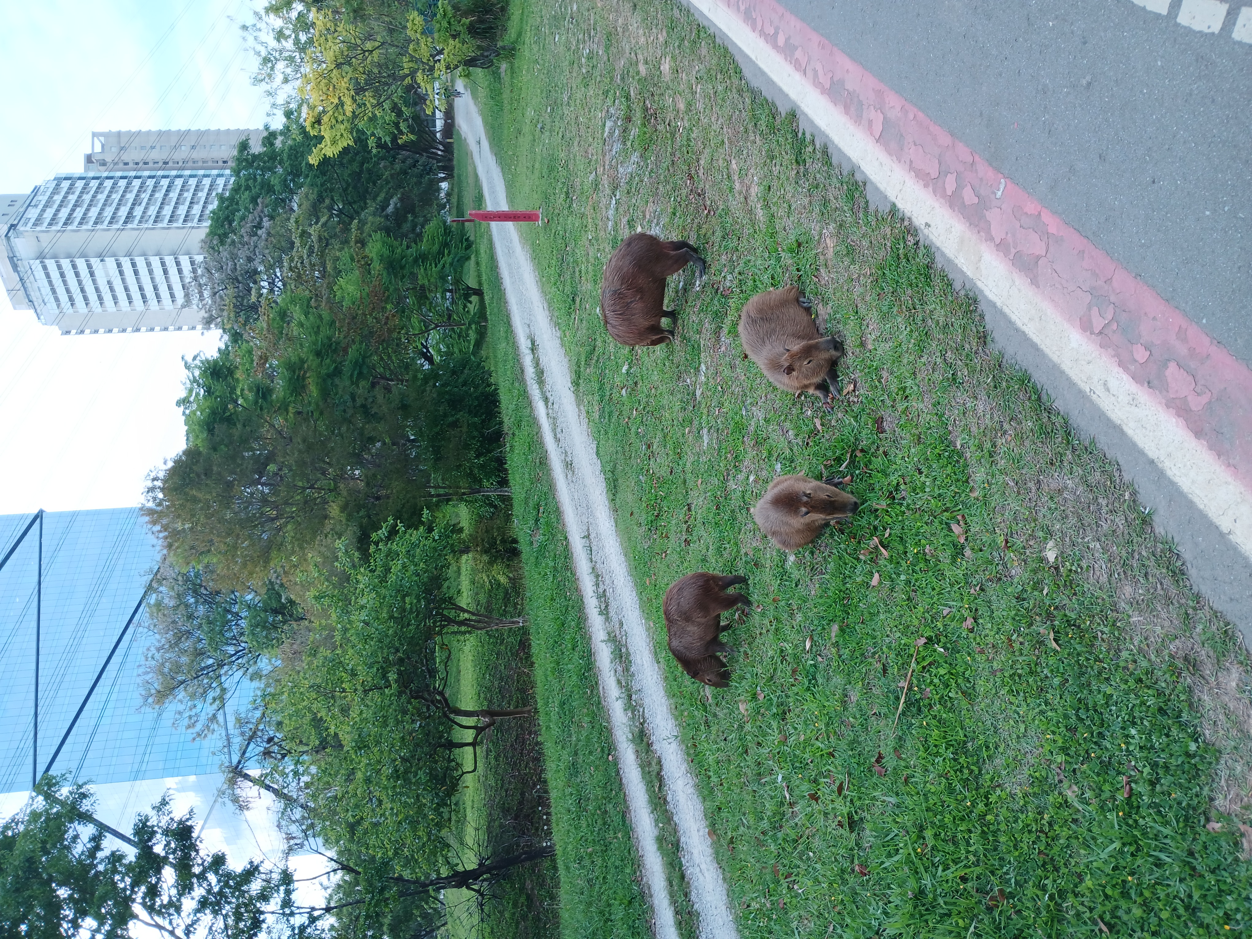 A foto mostra quatro capivaras num gramado à beira de uma ciclovia. Ao fundo, algumas árvores, e mais ao fundo, um prédio espelhado e um prédio residencial.