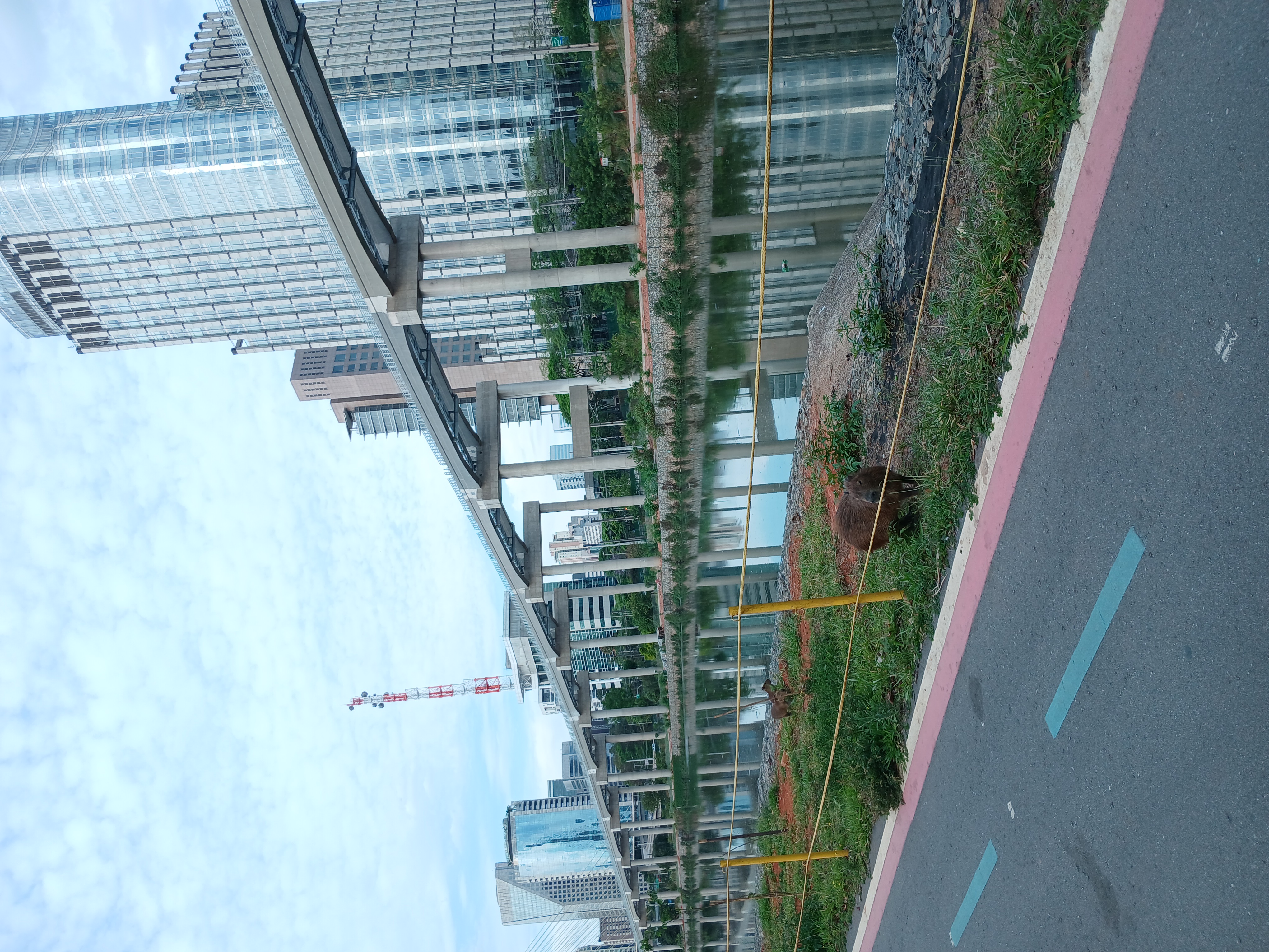 Foto mostrando algumas capivaras na beira de um rio. Ao fundo, é possível ver os trilhos suspensos do monotrilho, além de um monte de prédios e uma torre de telefonia.