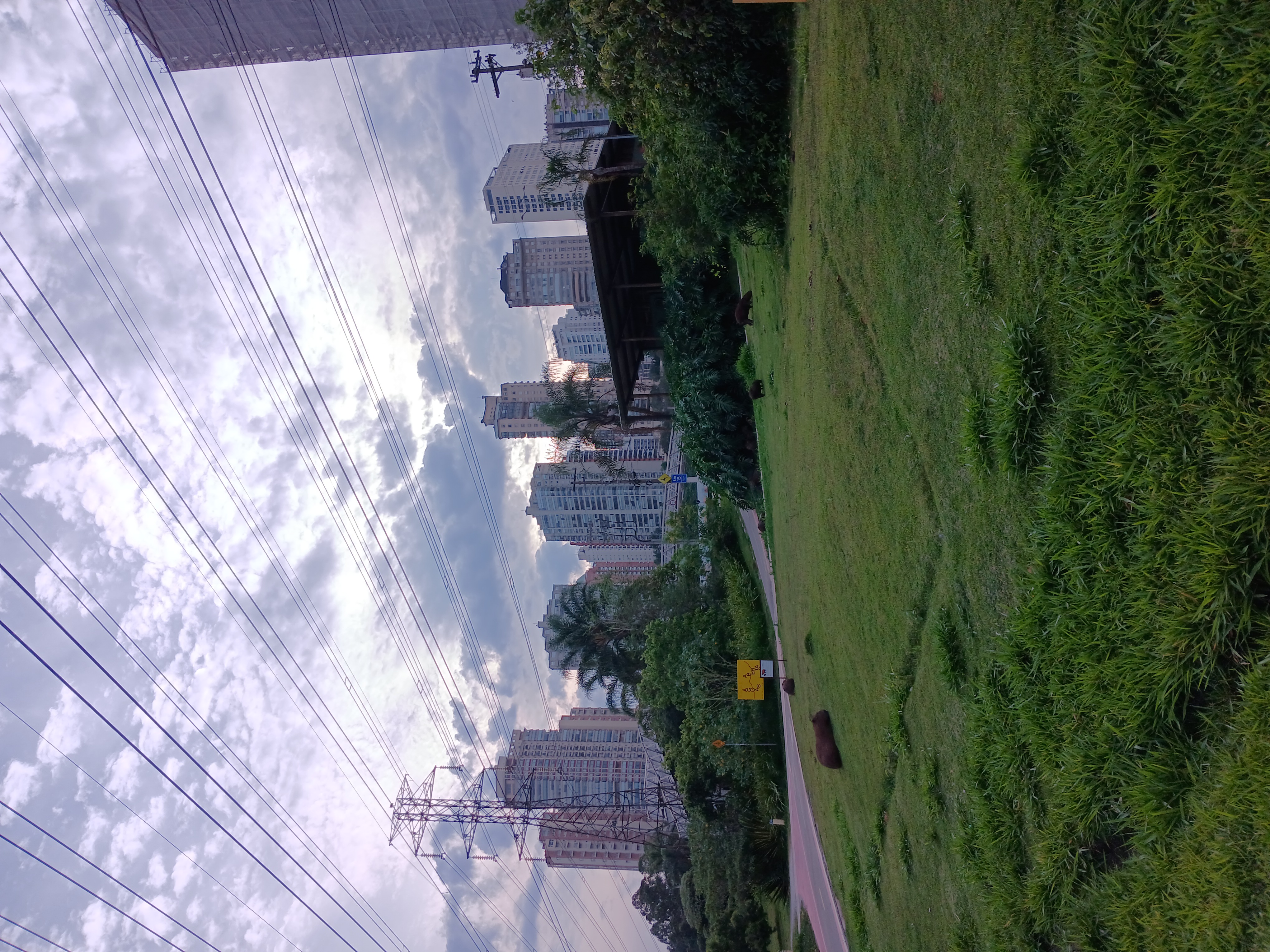 Foto mostrando algumas capivaras em um gramado. Ao fundo, mais prédios residenciais, e na parte superior, cabos de energia elétrica. À esquerda, uma torre de transmissão de eletricidade.