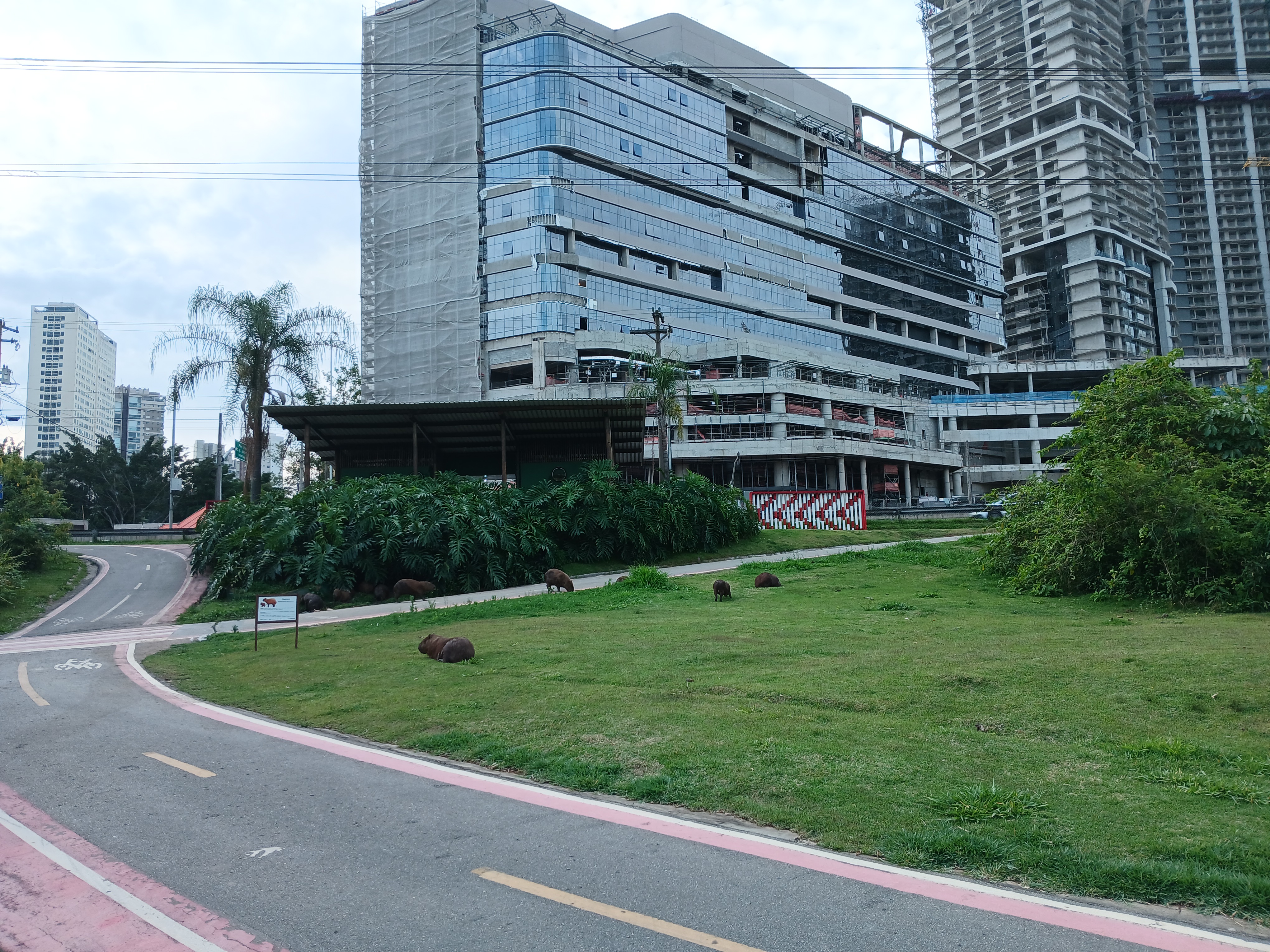 Foto mostrando umas cinco capivaras em um gramado. No lado esquerdo tem uma ciclovia, e ao fundo, dois prédios enormes ainda em construção.